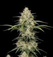 Mimosa F1 Auto