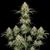 Mimosa F1 Auto