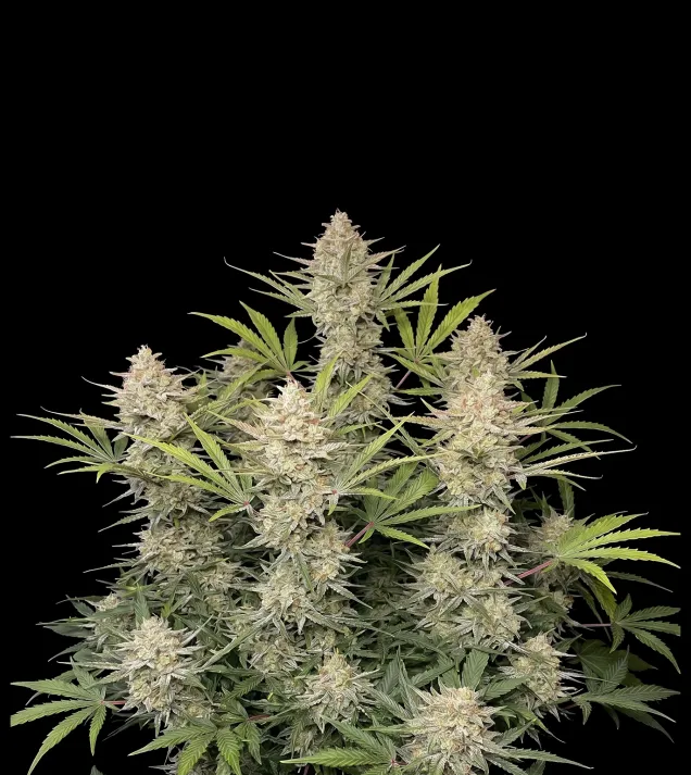 OG Kush F1 Auto