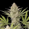 OG Kush F1 Auto