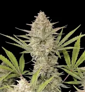 OG Kush F1 Auto