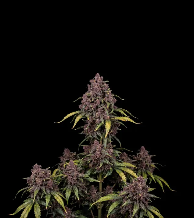 Purple Skunk F1 Auto