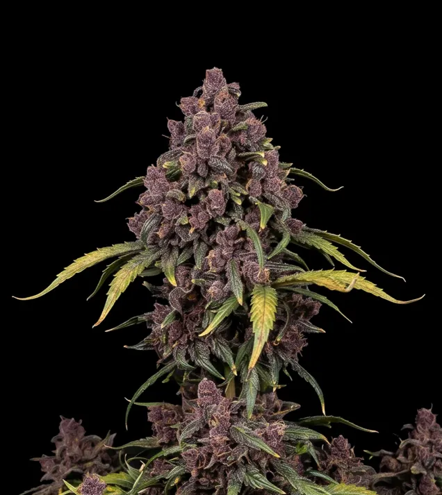 Purple Skunk F1 Auto