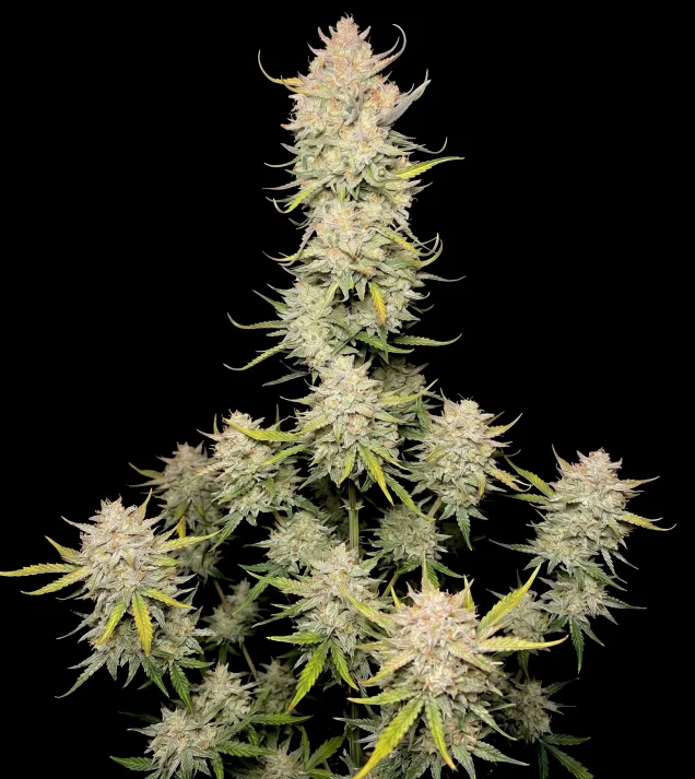 Amnesia F1 Auto