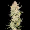 Amnesia F1 Auto
