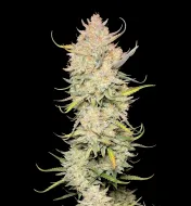 Amnesia F1 Auto