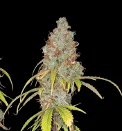 Northern Star F1 Auto