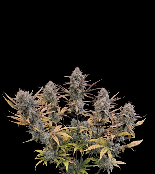 Pink Guava Fast (Newsletter)