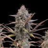 Pink Guava Fast (Newsletter)