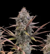 Pink Guava Fast (Newsletter)