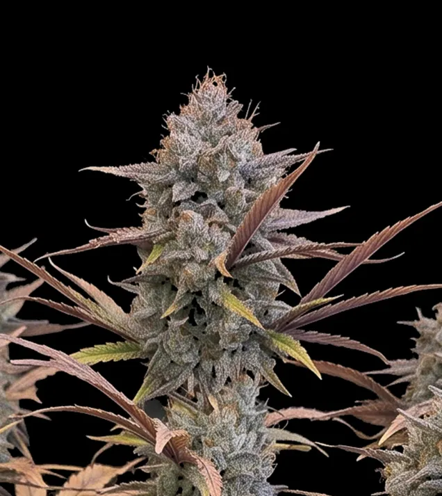 Pink Guava Fast (Newsletter)