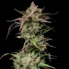 Papaya Boof Auto (Newsletter)