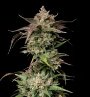 Papaya Boof Auto (Newsletter)