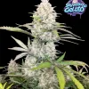 Skywalker OG Gelato Auto (Newsletter)