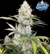 Skywalker OG Gelato Auto (Newsletter)