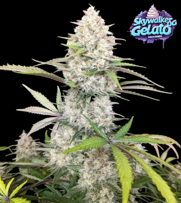 Skywalker OG Gelato Auto (Newsletter)