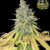 Gorilla Cookies (Newsletter)