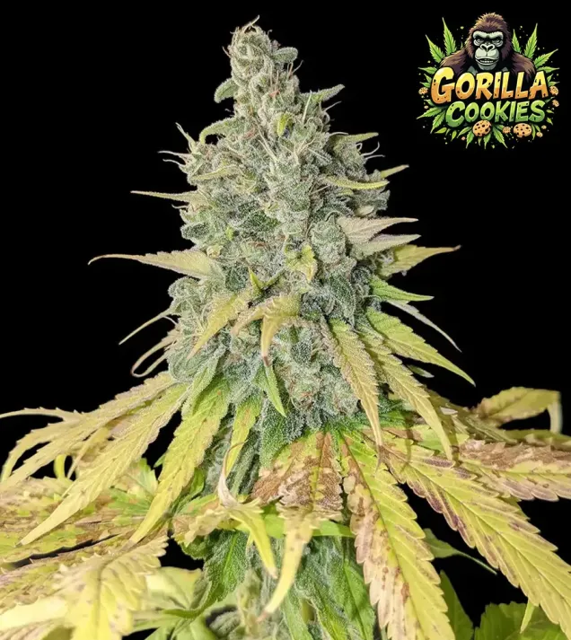 Gorilla Cookies (Newsletter)