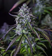 3Wok OG Auto