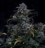 4 Assed Monkey Auto&nbsp;