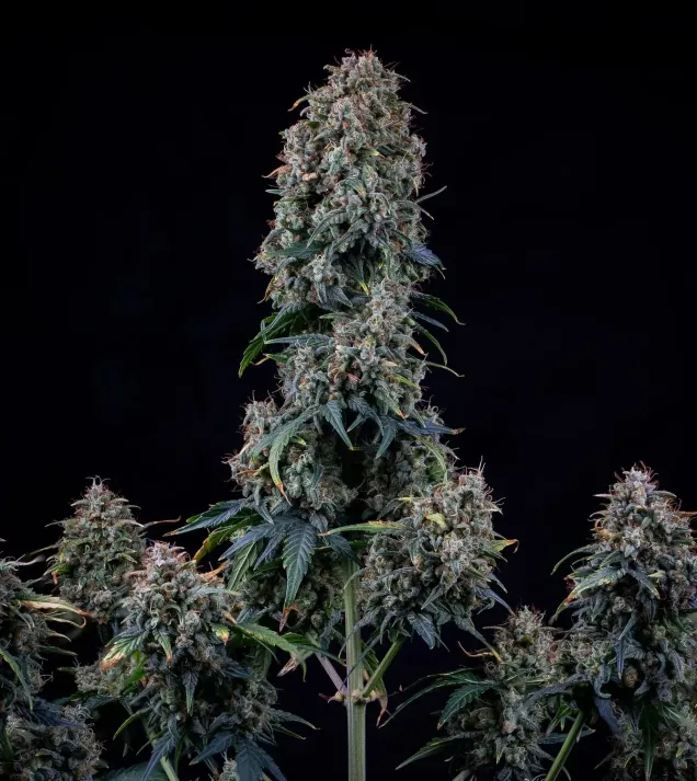Alien Vs Triangle Auto