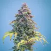 Aunt Ginny's Elixir CBD Auto