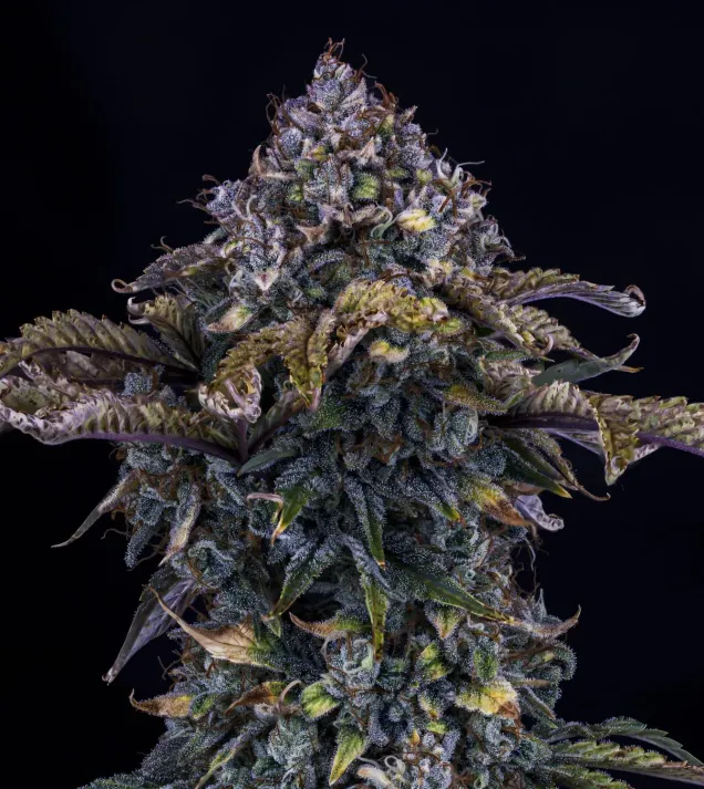 Bear Assed Monkey Auto
