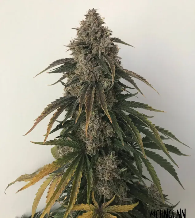 Beary White Auto