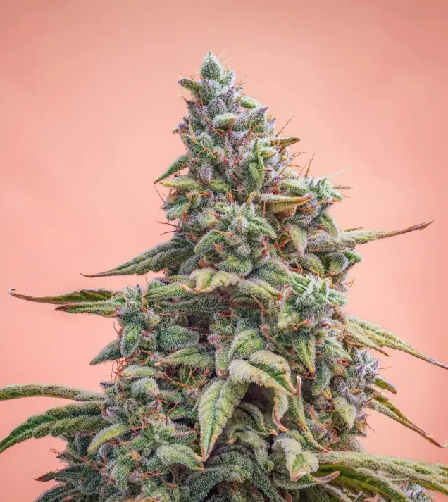 Canna-Cheese CBD 1:1 Auto