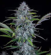 Chemdogging Auto