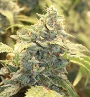 Creme-Tasmo Auto