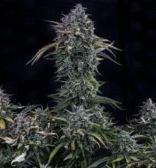 Gold Glue Auto