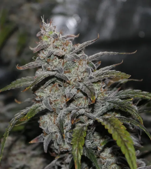Grape Walker Kush Auto