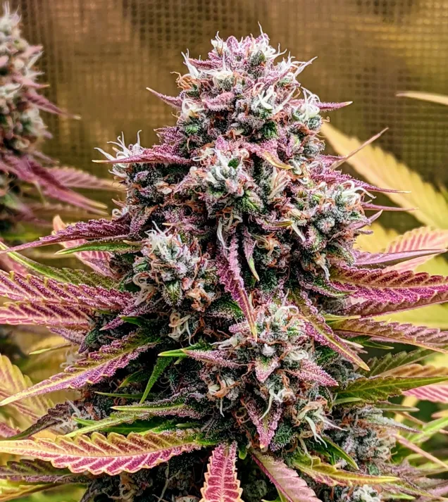 Grizzly Crinkle Auto