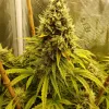 Heisenberg Special Auto