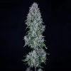 Hubbabubbasmelloscope Auto