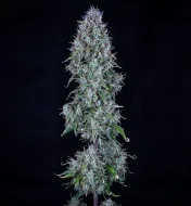 Hubbabubbasmelloscope Auto