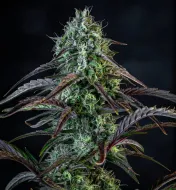 Iced 'n' Baked Auto