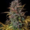 Orange Biscuits Auto