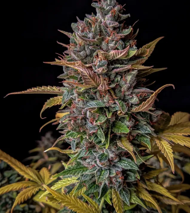 Orange Biscuits Auto