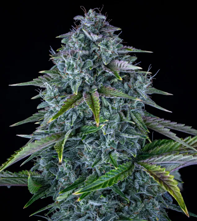 Orange Diesel Auto