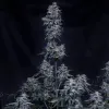 Pinot Noir Auto