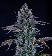 Ripley's OG Auto