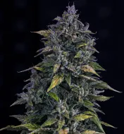 S.O.D.K Auto