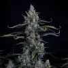 Skystomper 2.0 Auto