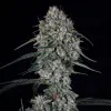 Skywalker Auto