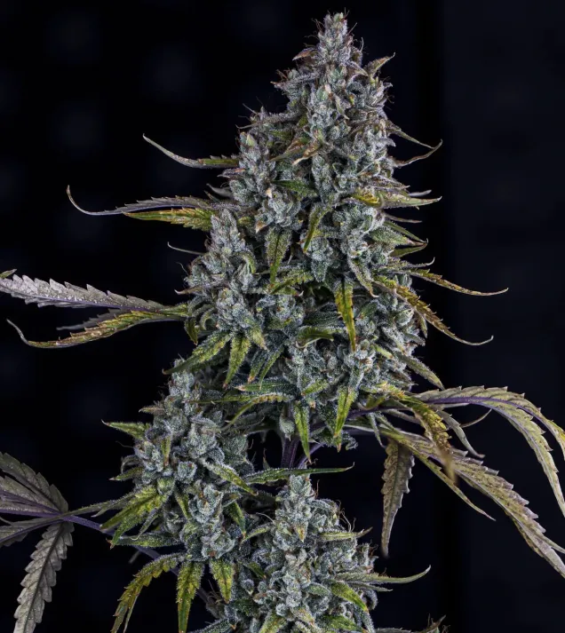 Sour Bubbly Auto