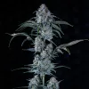 Sour Stomper Auto