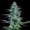 Strawberry Nuggets Auto