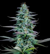 Strawberry Nuggets Auto